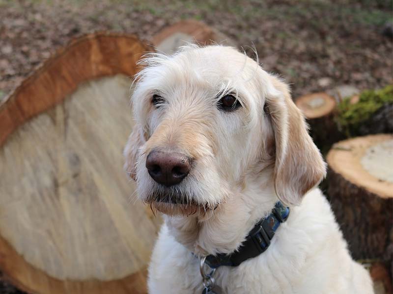 כאבי מפרקים בבעל החיים