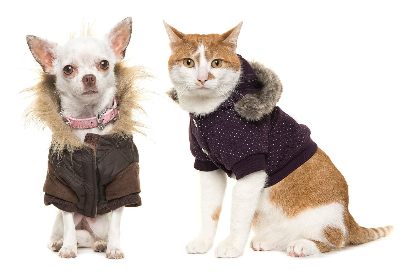 בית חולים וטרינרי בדרום - חתול וכלב