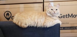 מעבר דירה עם חיות מחמד