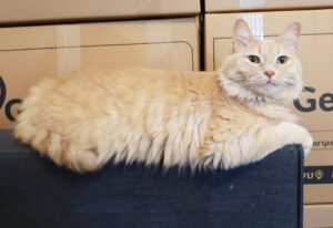 מעבר דירה עם חיות מחמד