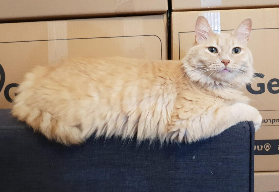 מעבר דירה עם חיות מחמד