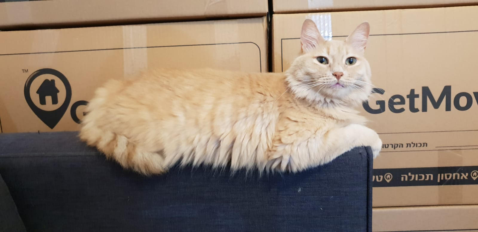 מעבר דירה עם חיות מחמד