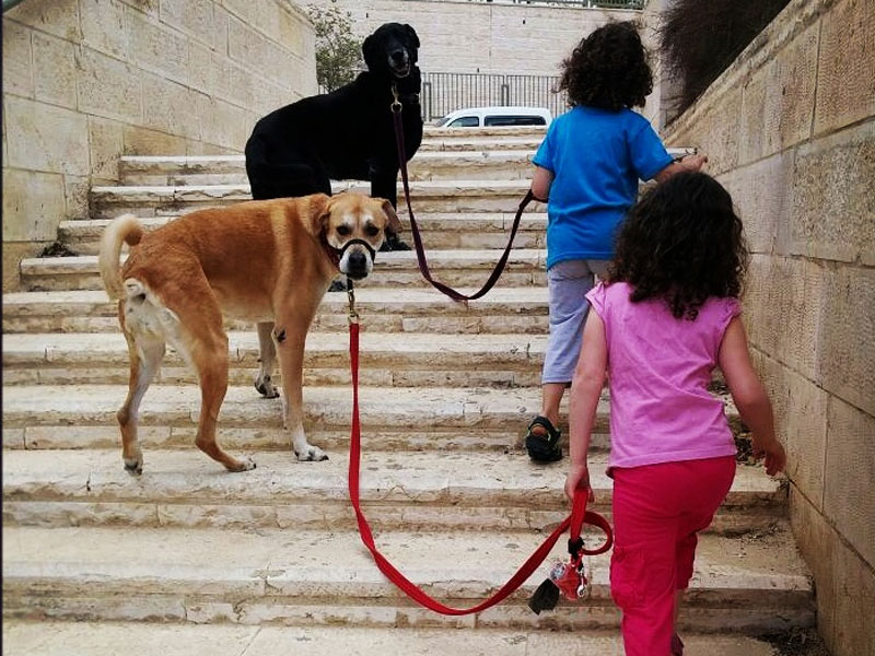 רצועת הולכה שעוזרת באילוף כלבים