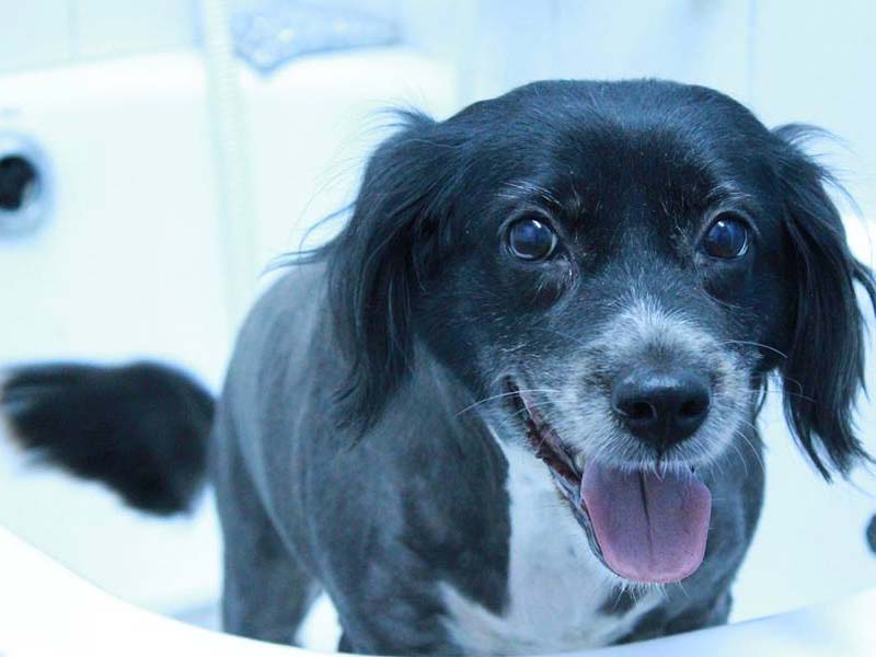 טיפוח כללי בחיות המחמד