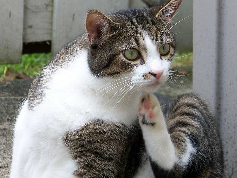 טפילים קרציות, פרעושים ותולעים