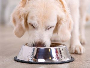 כיצד בוחרים מזון לבעלי חיים