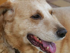 איבחון מוקדם מאריך חיים