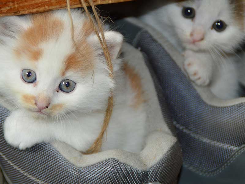 עיקור כלבות וחתולות