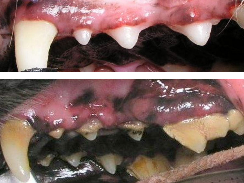 טיפול חניכיים מקצועי