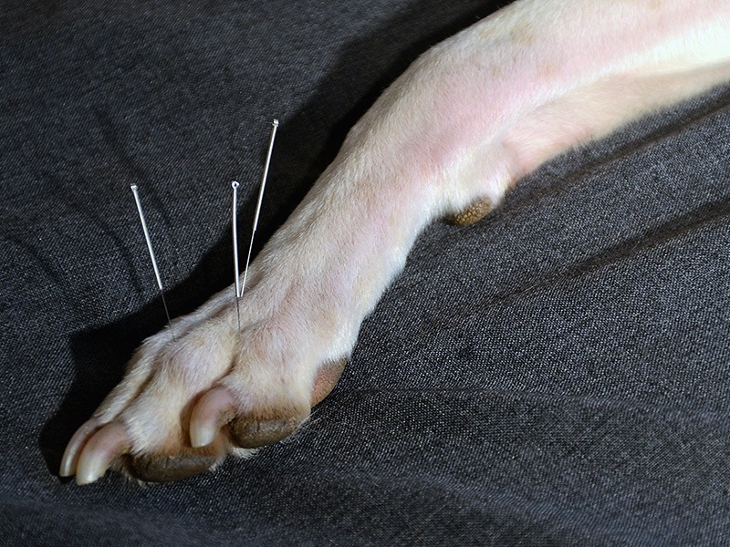 דיקור סיני לכלבים