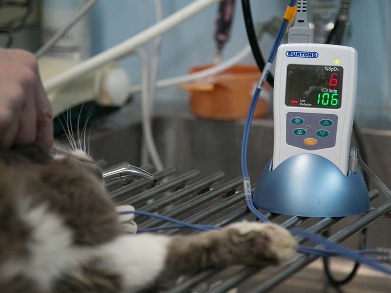 סירוס חתולים