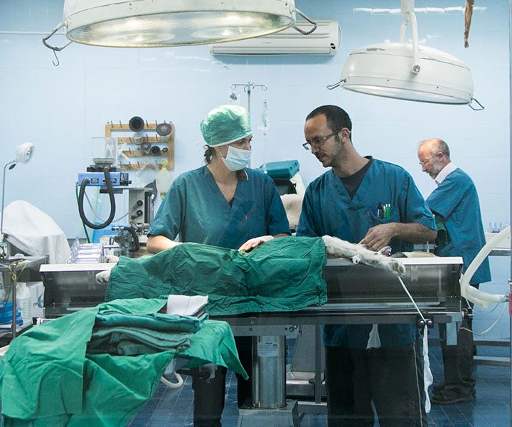 סירוס כלבים