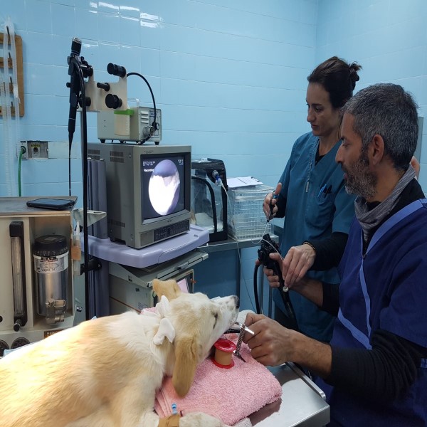 אנדוסקופיה