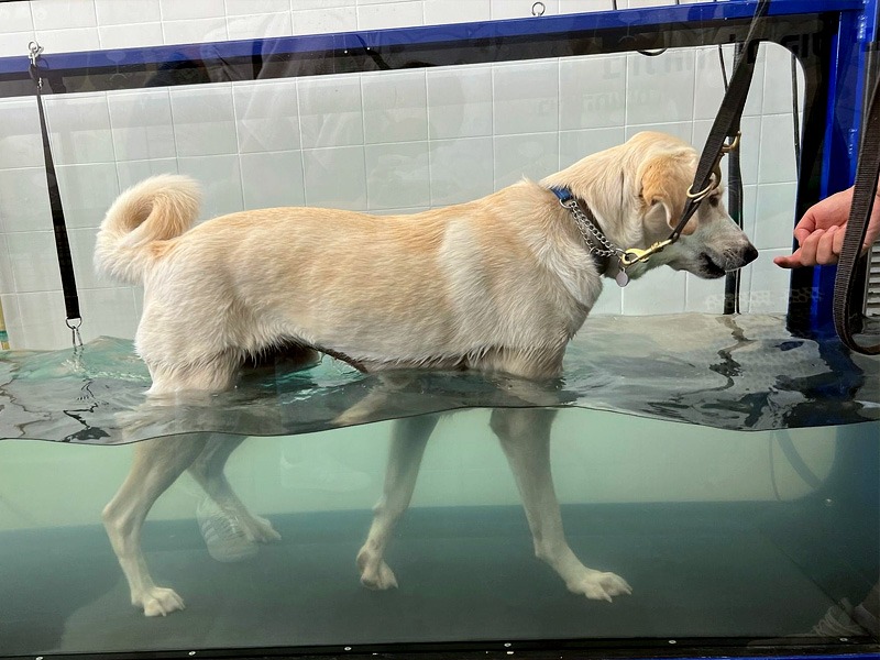 הידרותרפיה לכלבים