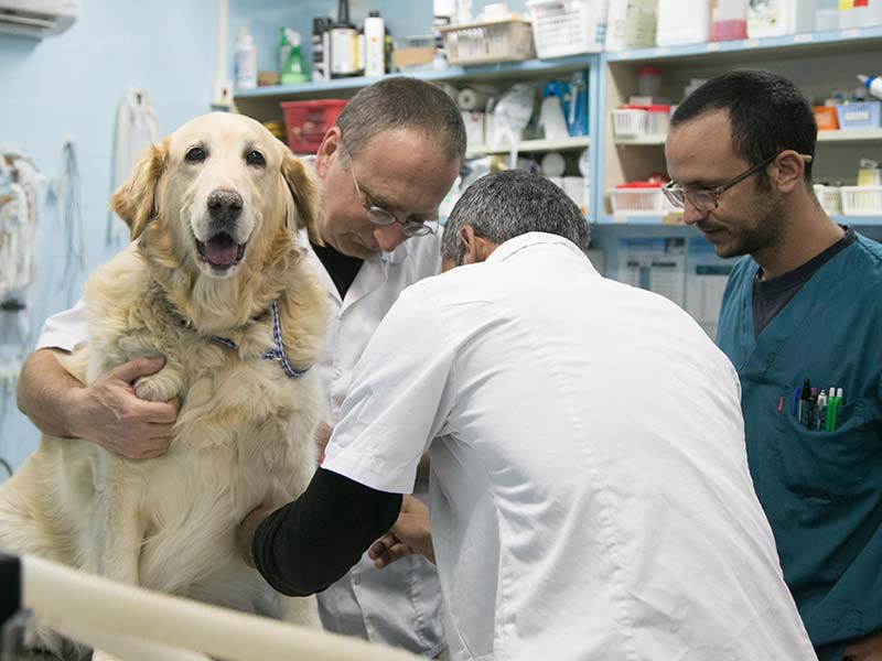 ניתוחים אורטופדיים