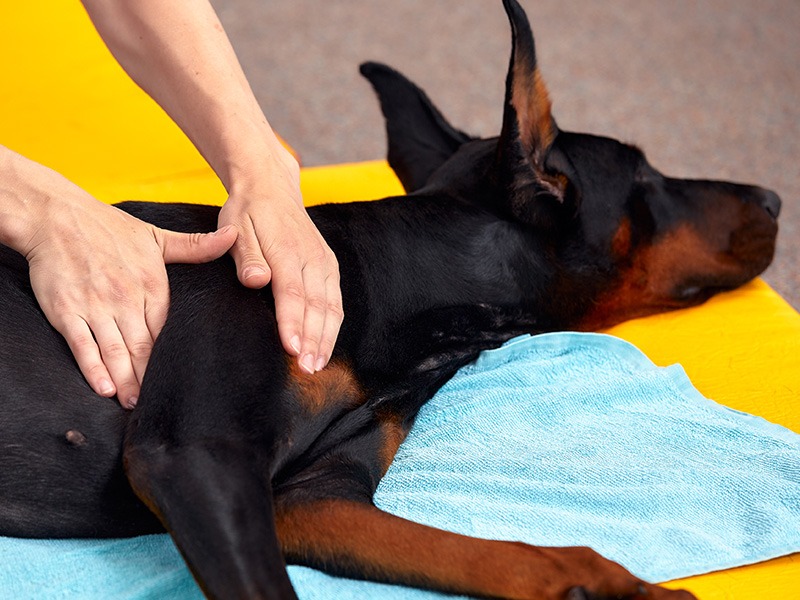 פיזיותרפיה ושיקום לכלבים