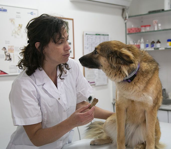 חיסון נגד כלבת