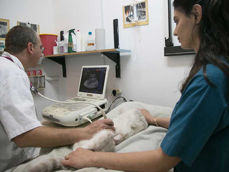 אולטרסאונד