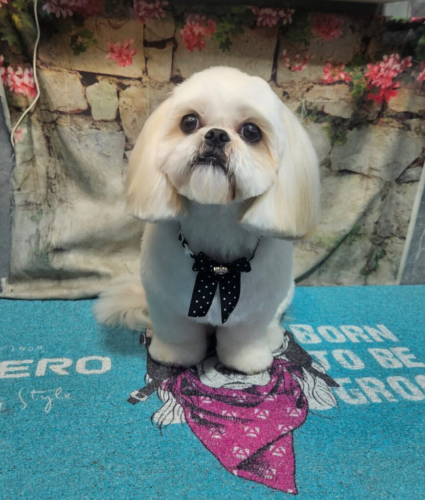 מספרת כלבים