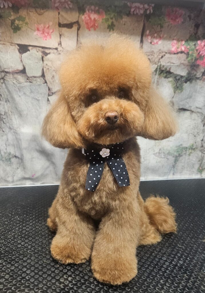 מספרת כלבים