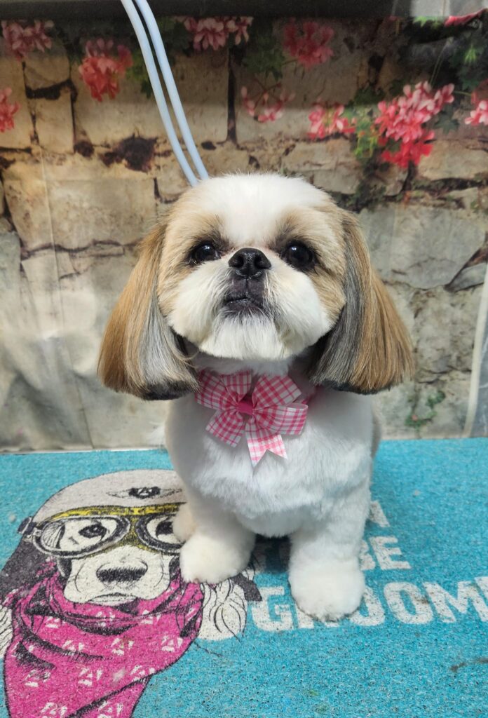 מספרת כלבים