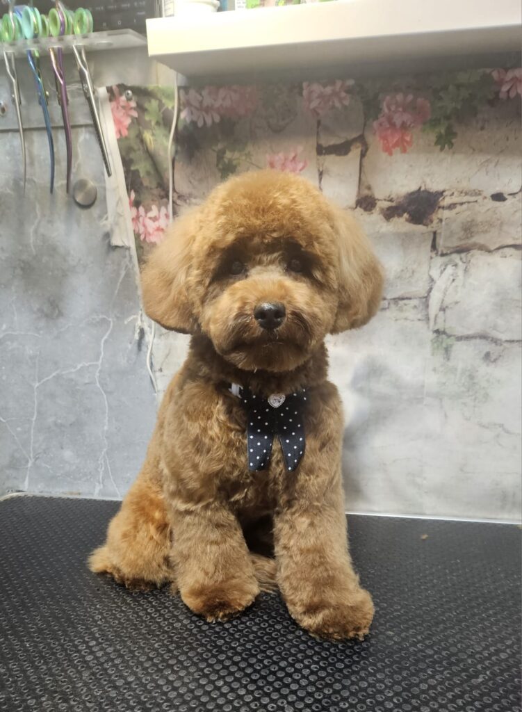 מספרת כלבים