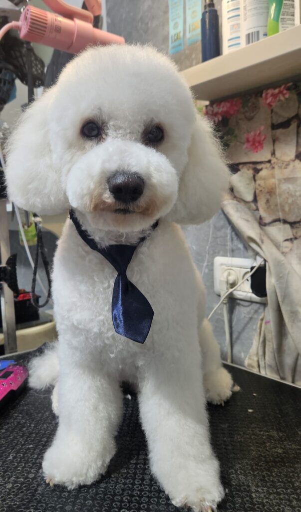 מספרת כלבים